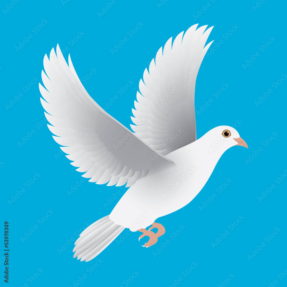 white dove isolated blue vector white dove isolated blue vector