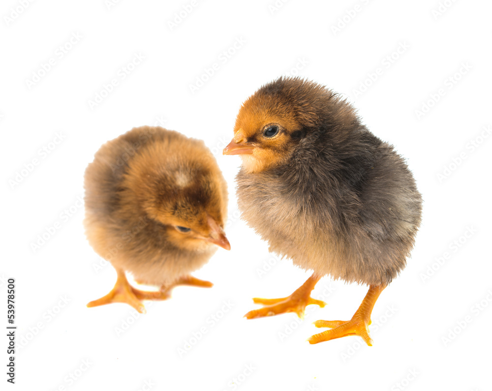 Obraz premium little chicken