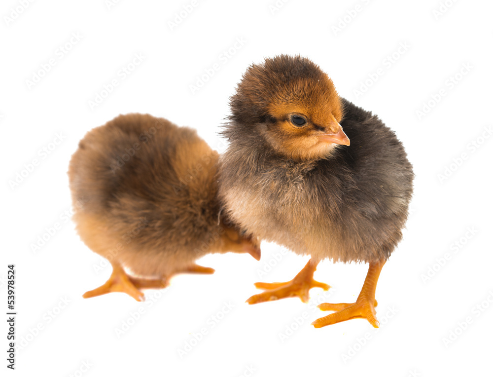 Fototapeta premium little chicken