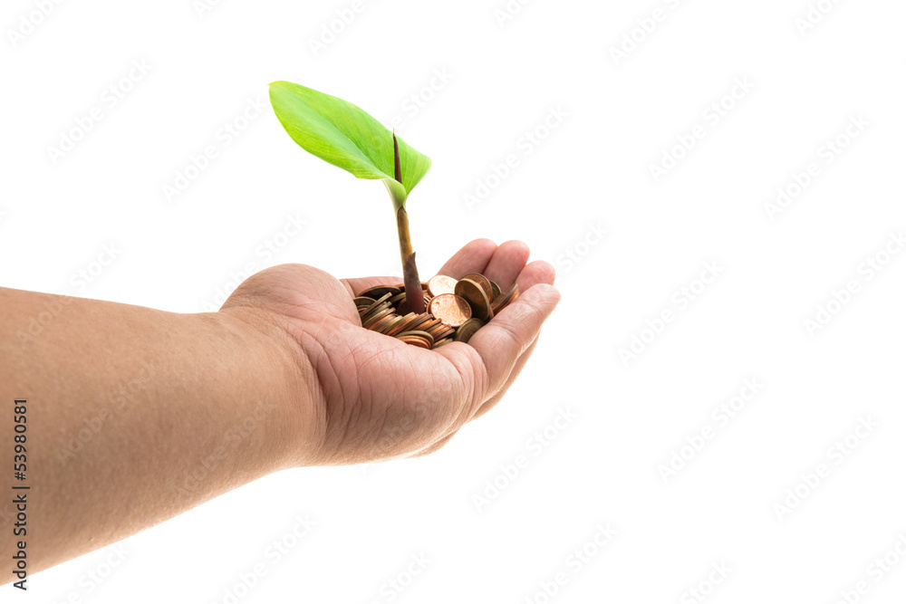 Palms with a tree growing from pile of coins Palms with a tree growing from pile of coins