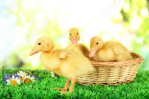 Cute ducklings in wicker basket,
