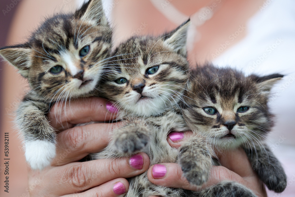 Three small kittens Three small kittens