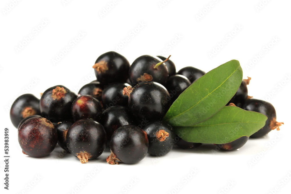 Black currant isolated on white Black currant isolated on white