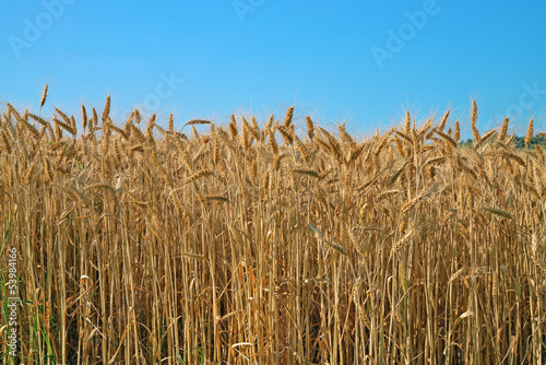 Canvastavla campo di grano