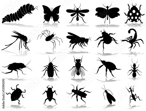 insect silhouette © mumindurmaz35