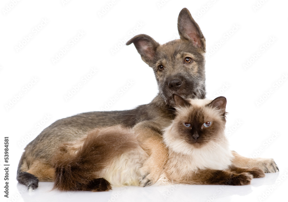 puppy and siamese cat together. isolated on white background