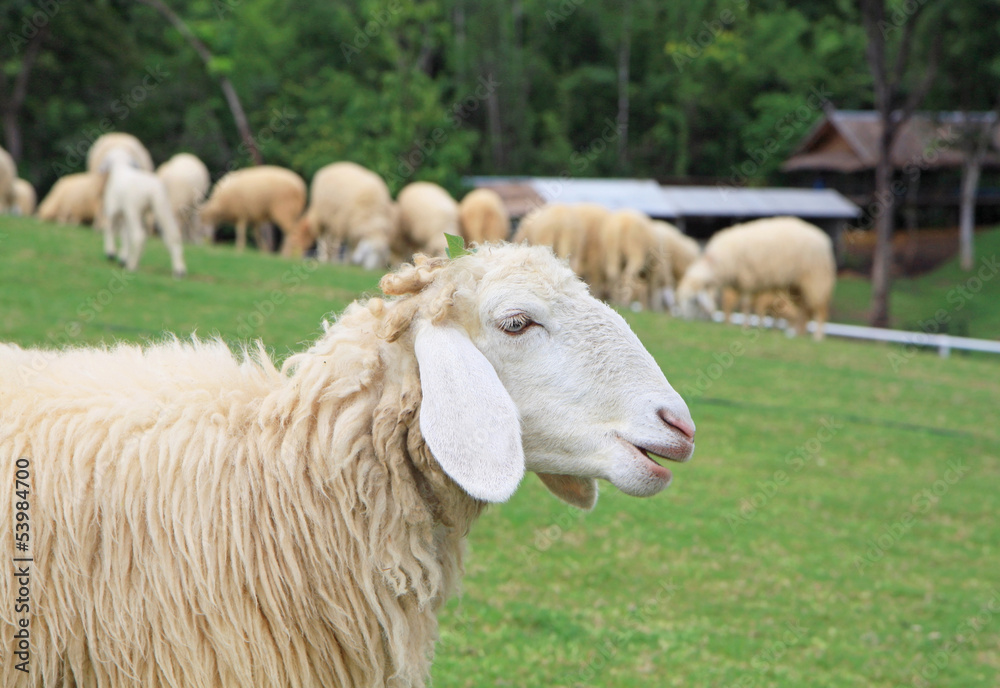 Fototapeta premium Sheep on green field