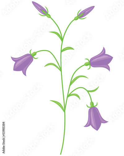 Cute lilac flower
