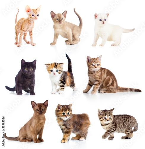 Fotografie, Obraz Different kittens collection