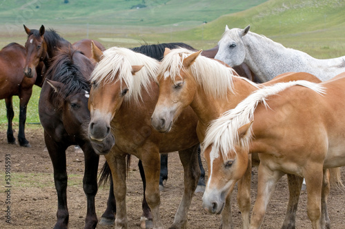 Cavalli in libertà - Free horses © Pietro D'Antonio