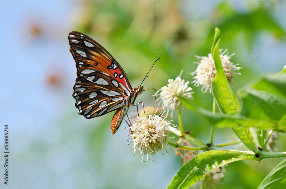 Gulf Fritillary butterfly (Agraulis vanillae) on buttonbush Gulf Fritillary butterfly (Agraulis vanillae) on buttonbush