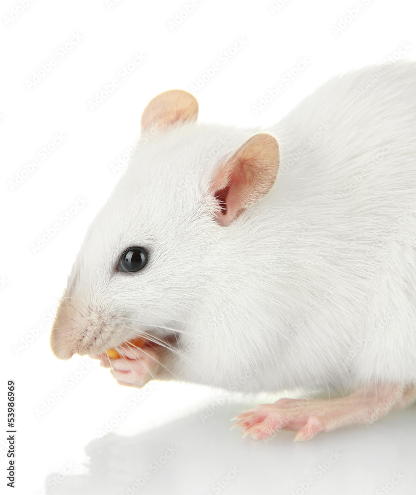 funny little rat with food, isolated on white funny little rat with food, isolated on white