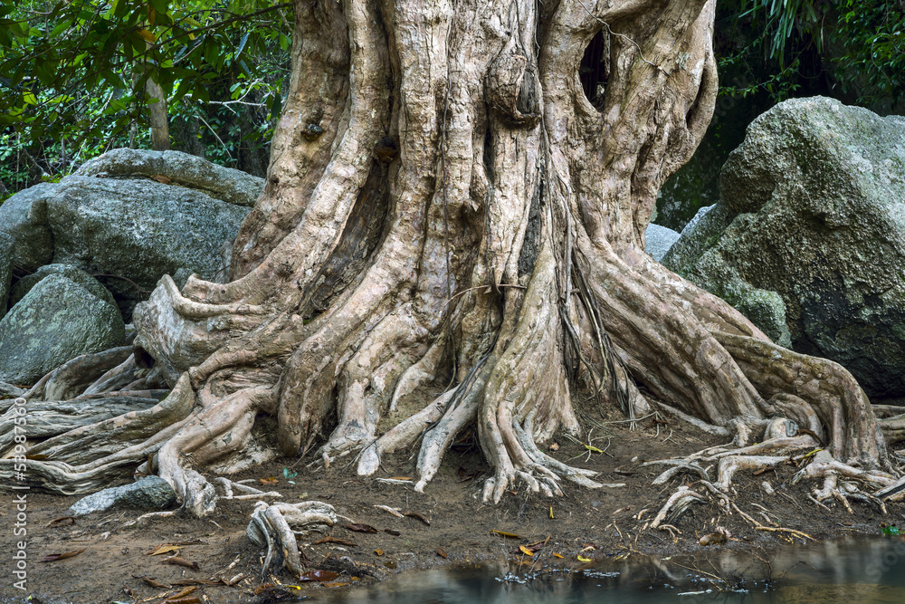 Large tree roots and Largest stones in tropical forest Large tree roots and Largest stones in tropical forest