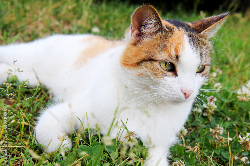 Cute little cat in laying in the grass