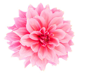 Keuken achterwand Dahlia Roze dahlia op donkere achtergrond  © ksena32