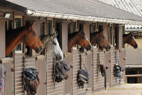 chevaux photo