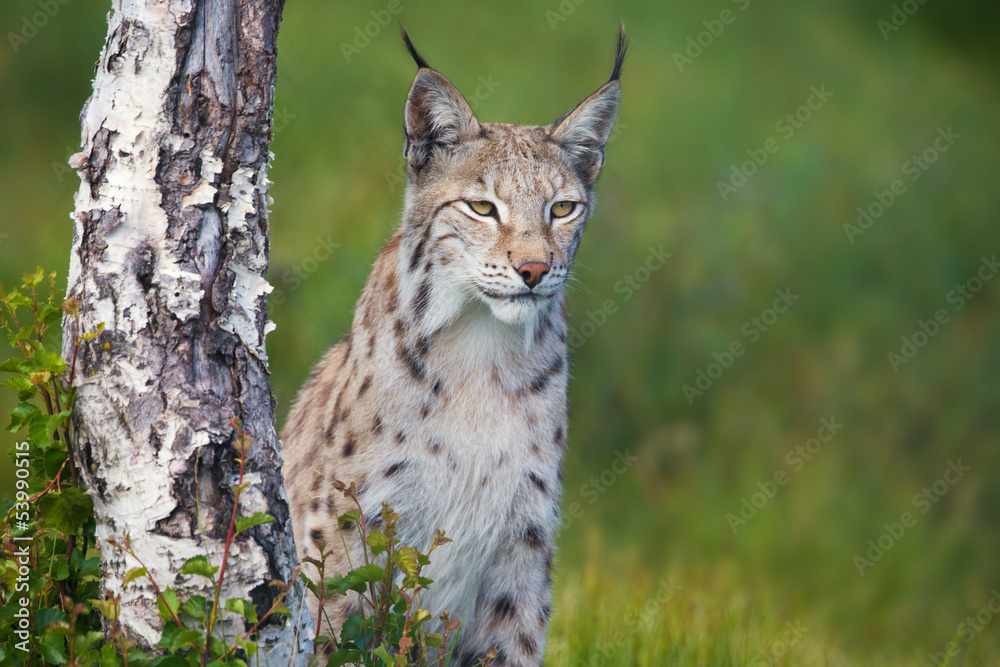 Obraz premium Proud lynx standing by a tree