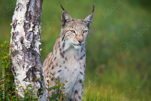 Fototapeta Naklejka Na Ścianę i Meble -  Proud lynx standing by a tree
