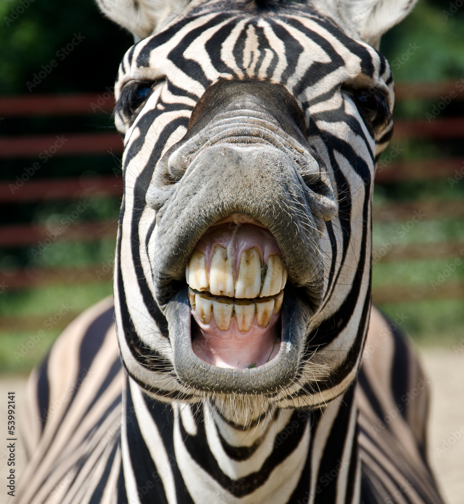 zebra smile and teeth - obrazy, fototapety, plakaty 