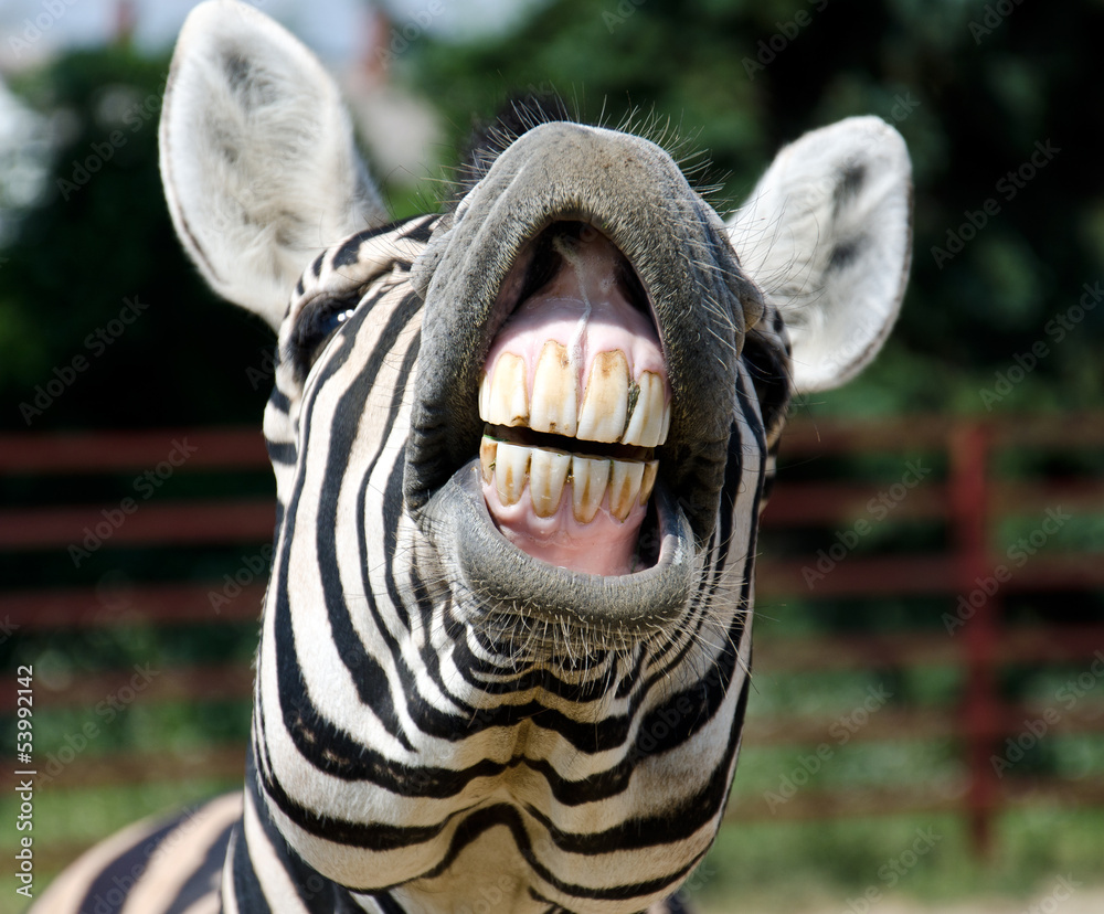 Fototapeta premium uśmiech i zęby zebry
