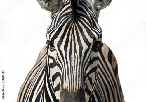 Isolated zebra