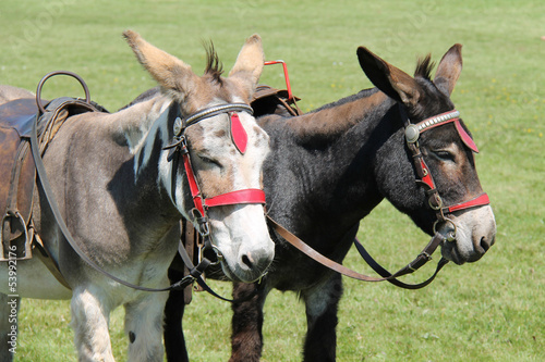 Two Donkeys Waiting to Take Children on a Ride.