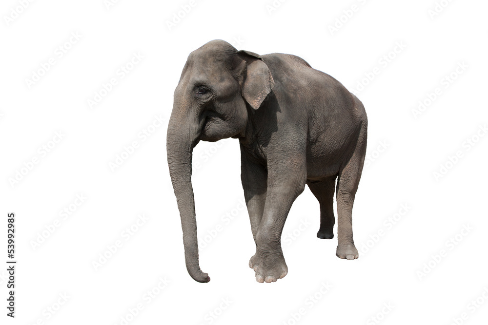 Obraz premium Elefant