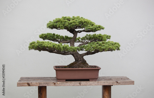 bonsai plants photo