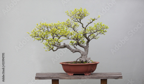bonsai plants photo