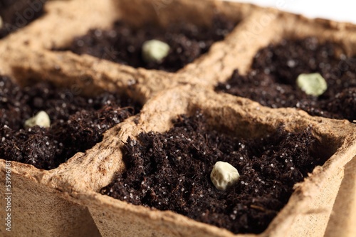Close-up of peas seeds in planting pots