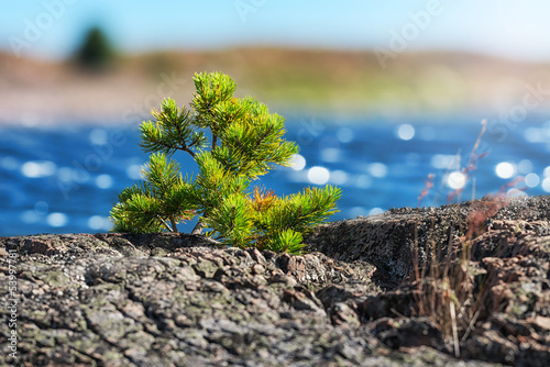 Small pine tree on coast, S...