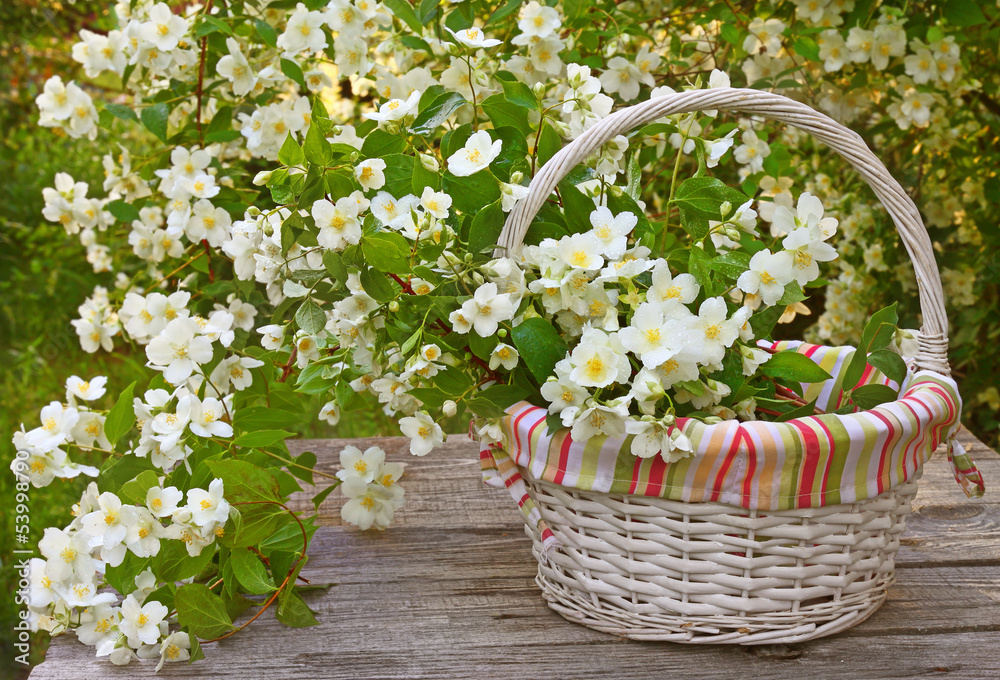 Blooming jasmine in a wicker basket on old wooden wall Blooming jasmine in a wicker basket on old wooden wall
