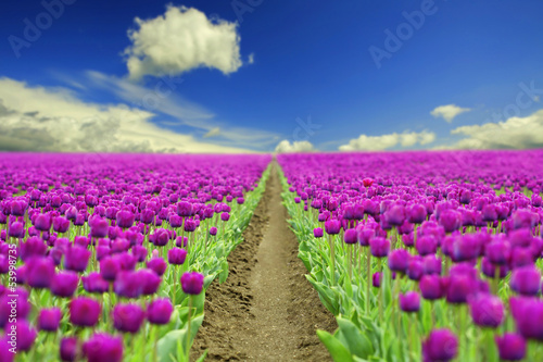 Fototapeta Naklejka Na Ścianę i Meble -  Spring tulips
