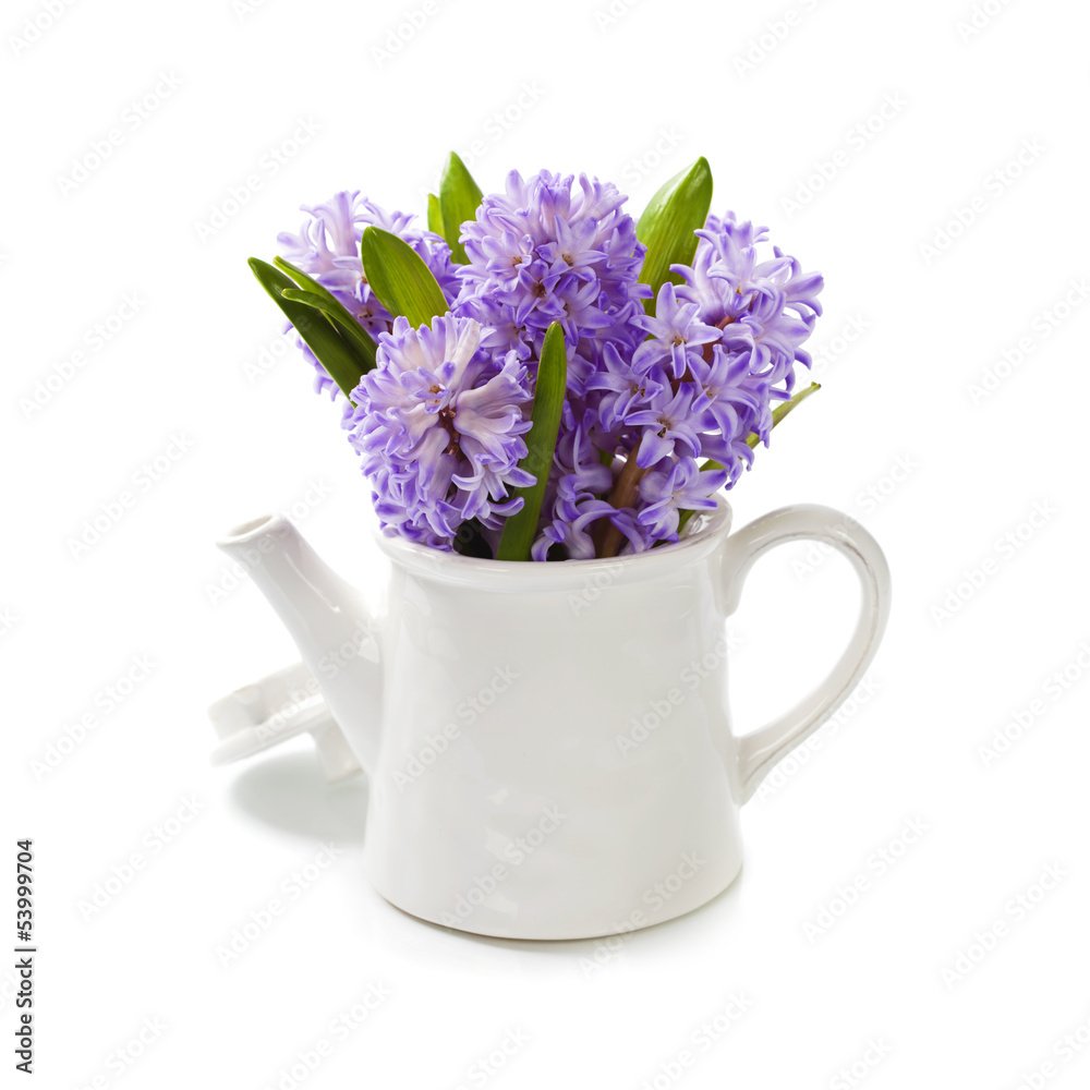 Beautiful Hyacinths - obrazy, fototapety, plakaty 