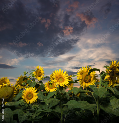 Sunflowers at sunset