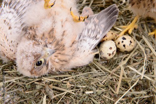 young falcon bird