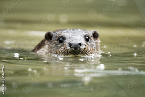 Otter, Lutra lutra photo