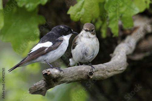 Pied flycatcher, Ficedula hypoleuca photo