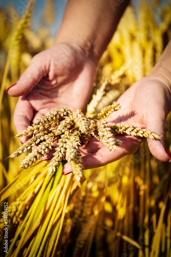 Woman's hand touch wheat