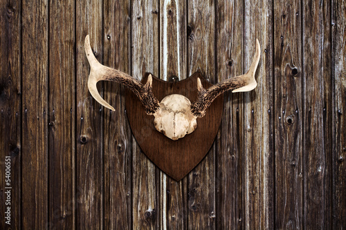 Horns on a wooden wall photo