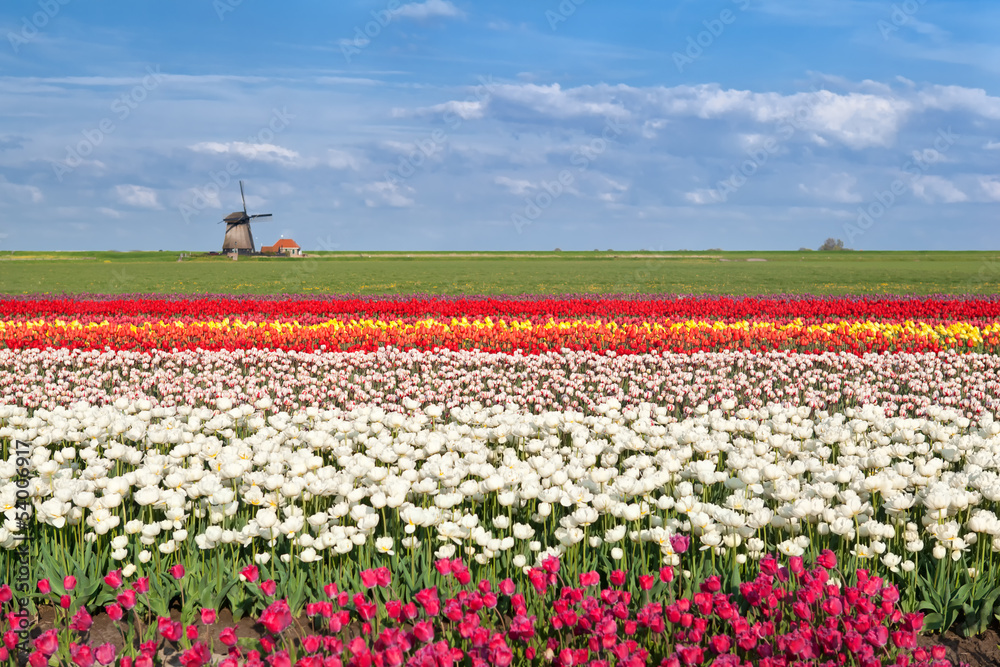 colorful tulip fields in Alkmaar,  North Holland