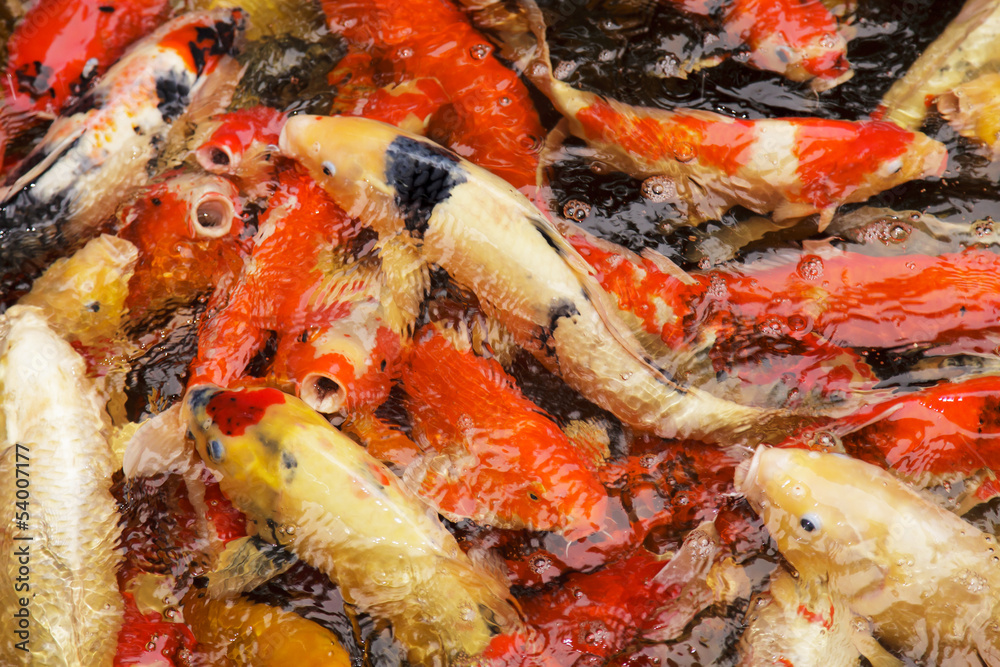 Koi fishes feeding in a pond