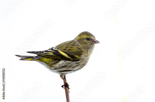 Female siskin photo