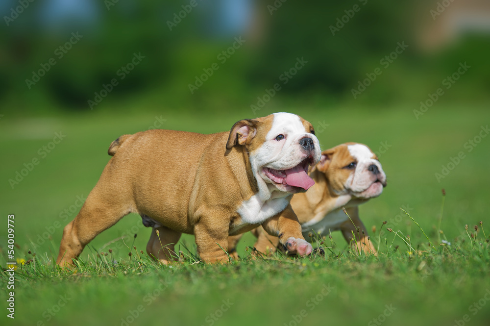 Cute happy english bulldog dog puppies playing outdoors