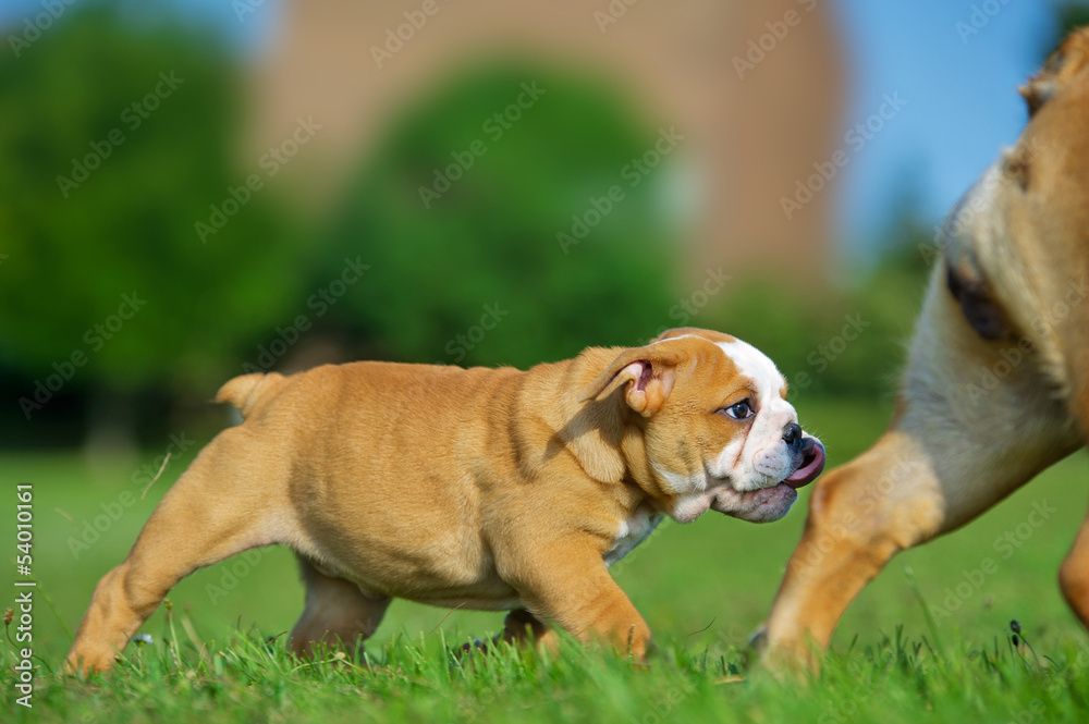 Cute bulldog puppy following its mother
