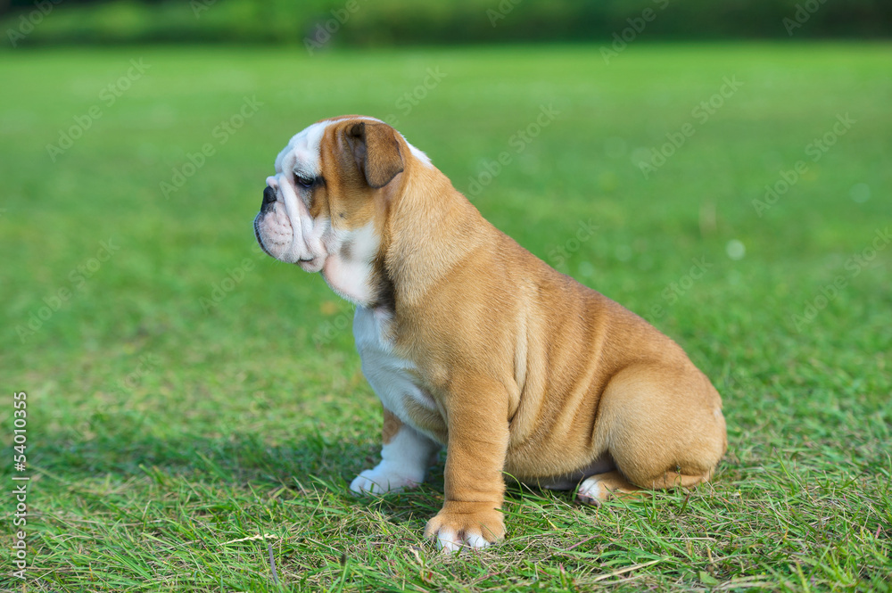 Cute happy bulldog puppy sitting on fresh summer grass
