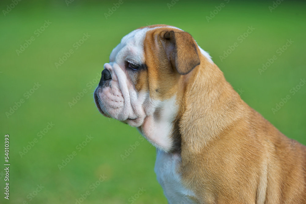 Cute happy bulldog puppy close up portrait outdoors