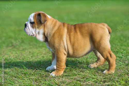 Cute happy bulldog puppy standing on fresh summer grass