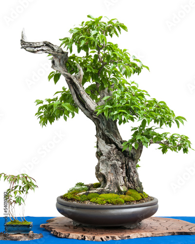 Kornelkirsche (Cornus mas) als asiatische Kunst Bonsai Baum