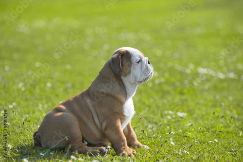 Cute  english bulldog puppy sitting on fresh summer grass side v